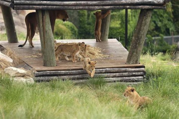 
5 Lions Escape Their Enclosure at Australia’s Famed Taronga Zoo Prompting Emergency Lockdown 
