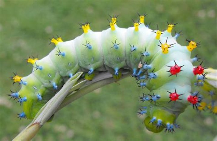 Are Cecropia moths poisonous?