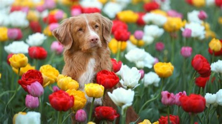 Are oak galls poisonous to dogs?