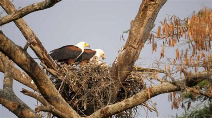 Are there bald eagles in Africa?