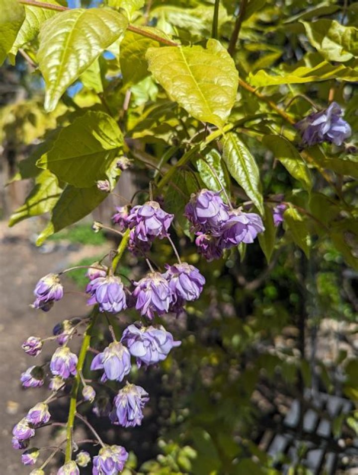 Are there different types of wisteria?