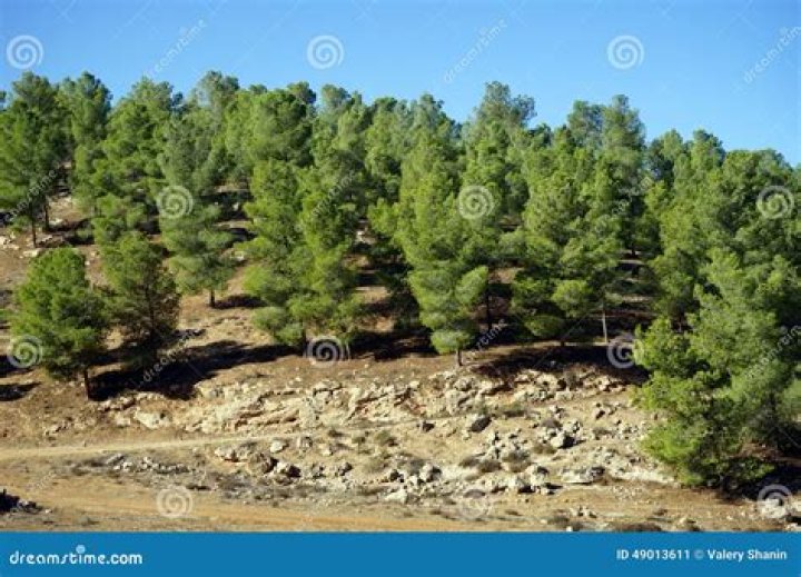 Are there pine trees in Israel?