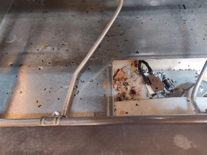 Can mice live in your stove?