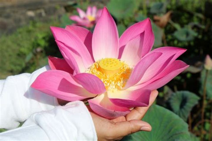 Can you eat a lotus flower?