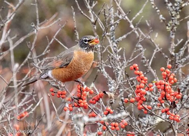 Can you eat Winterberries?
