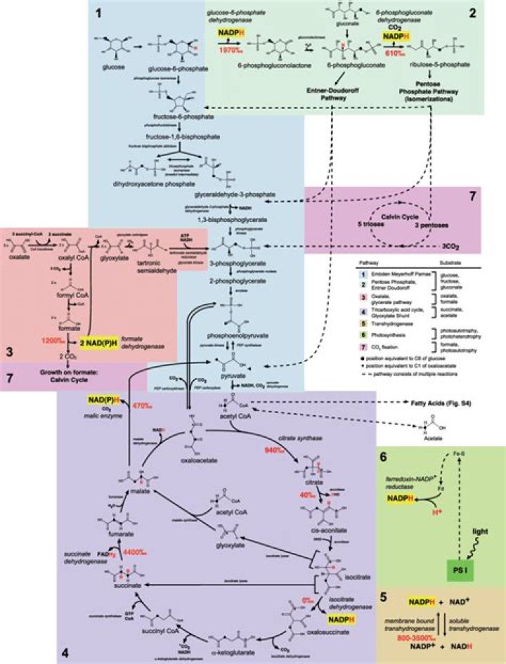 Do all biochemical pathways have the same number of enzymatic reactions?