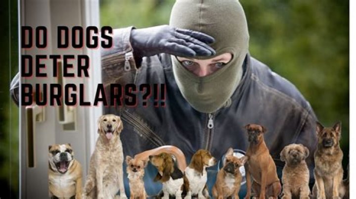 Do dogs deter break ins?