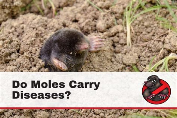 Do moles carry any diseases?