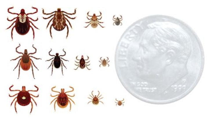 Do ticks have 6 legs?