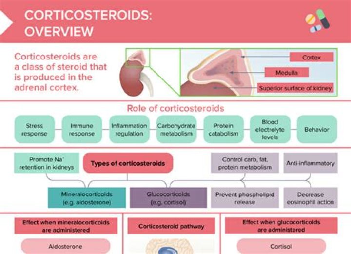 How do corticosteroids increase white blood cells?