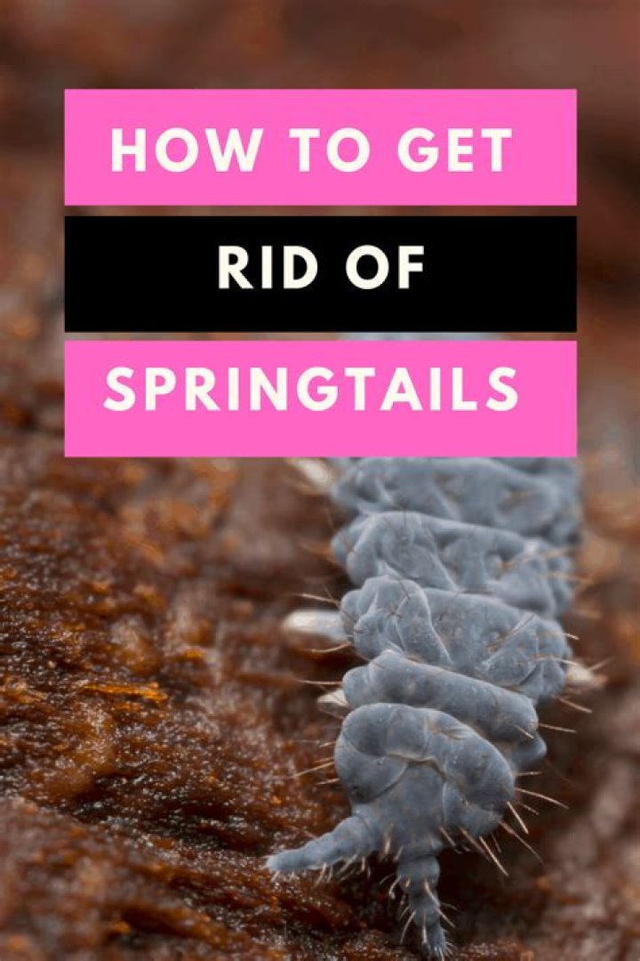 How do I get rid of springtails in my drain?
