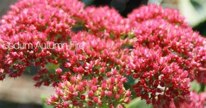 How do you care for Autumn Fire sedum?