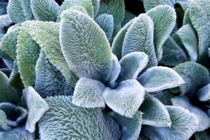 Is lamb’s ear poisonous?