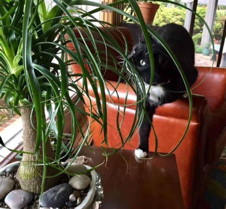 Is ponytail plant poisonous to cats?
