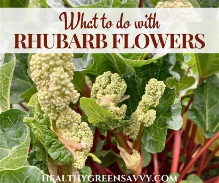 Is rhubarb OK on keto?
