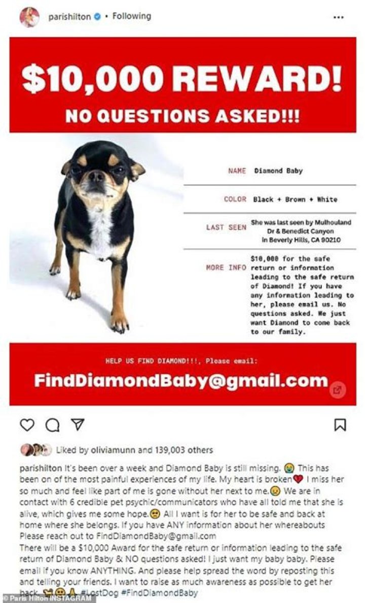 Paris Hilton Offers a $10,000 Reward for Missing Dog Diamond Baby!