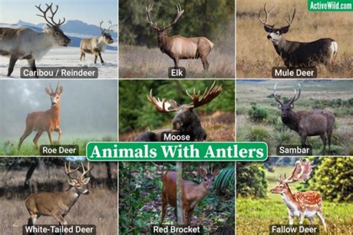 What animals have antlers or horns?