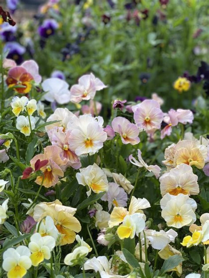 What are tiny pansies called?