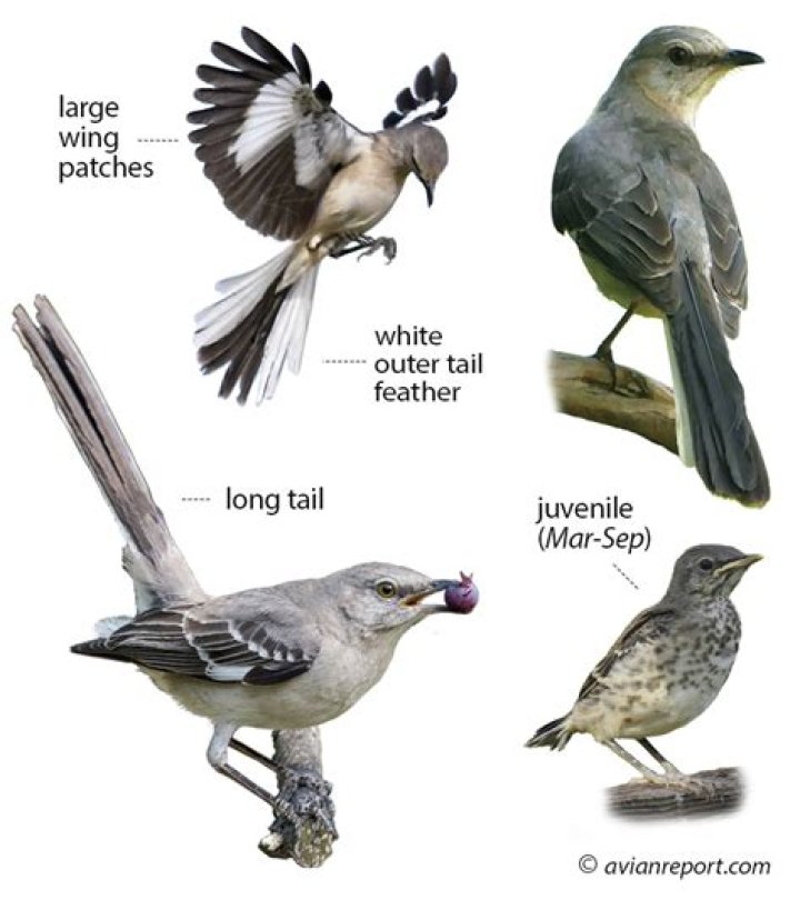What do mockingbirds like eating?
