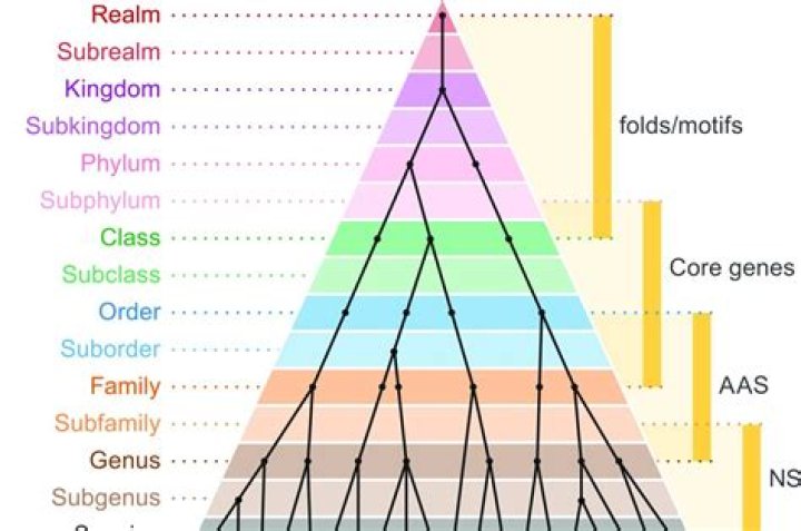 What does t38 classification mean?