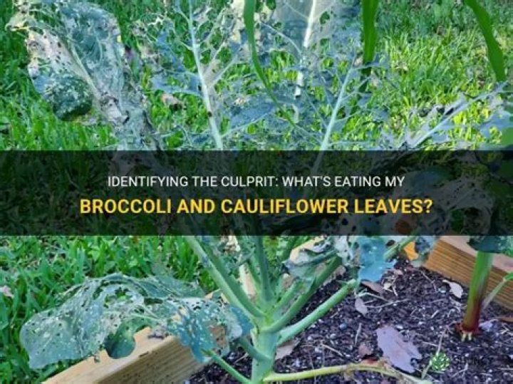 What is eating my broccoli and cauliflower leaves?