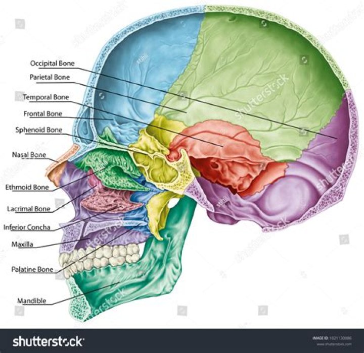 What is the cranial cavity?