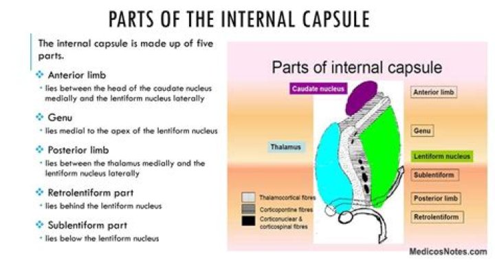 What is the posterior limb of internal capsule?