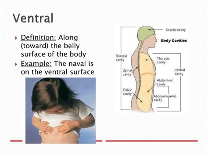 What is ventral surface?