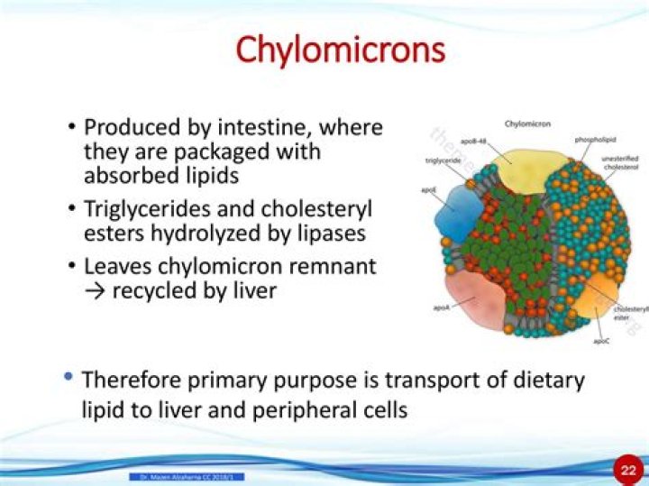 Where are chylomicrons synthesized?