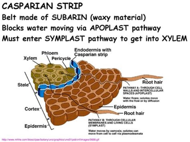 Where is the Casparian strip located and what is its function?