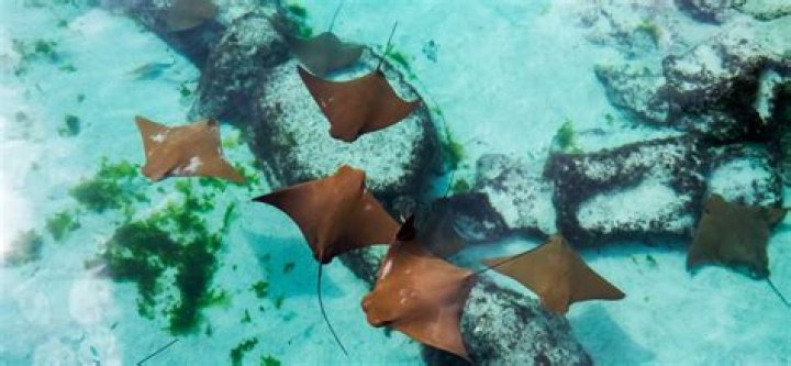 Where to Go Snorkeling in Nassau