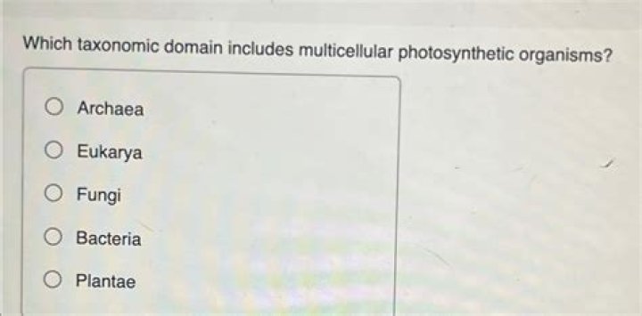 Which taxonomic domain includes multicellular photosynthetic organisms?
