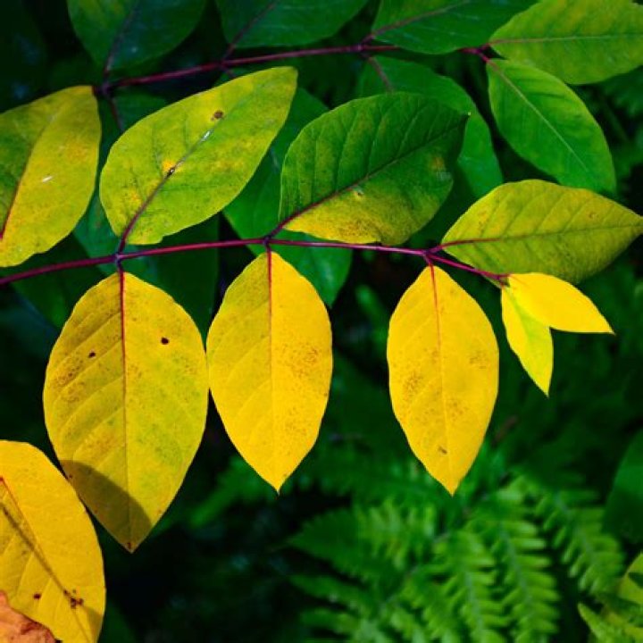 Why are the leaves on my Limelight Hydrangea turning yellow?