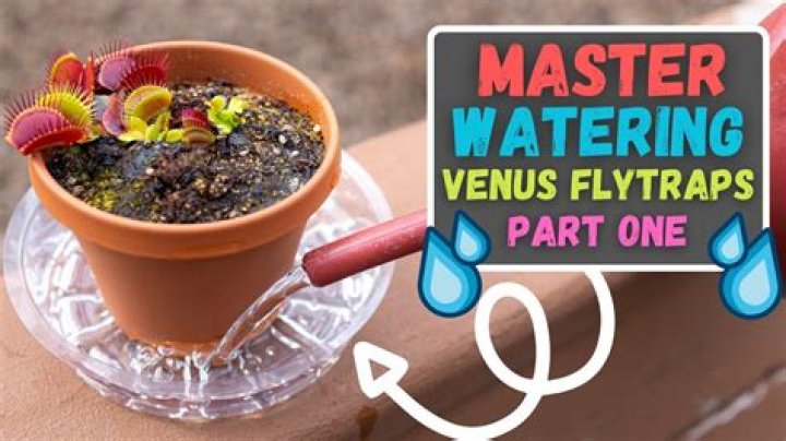 Why do Venus fly traps need distilled water?